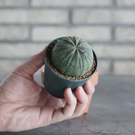 Euphorbia obesa (2.5号) ＋YAMABACHI  no.830/23
