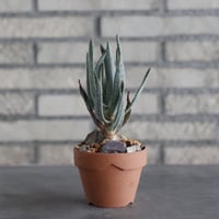 Aloe dichotoma × YAMABACHI(3号)  no.906/35