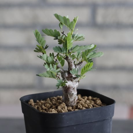 Senna meridionalis (3.5号鉢)  no.705/138
