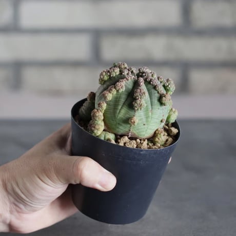 Euphorbia  symmetrica (3号鉢)  no.719/163