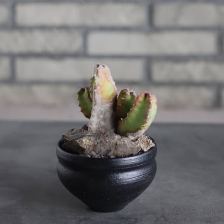 Euphorbia resinifera (白角キリン) × Yuta Uchida (3.5号) no.719/47