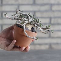 Euphorbia cylindrifolia × YAMABACHI (3号)  no.1004/121