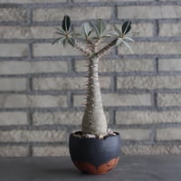 Pachypodium cactipes × N/OH (3.5号)  no.920/10