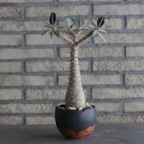 Pachypodium cactipes × N/OH (3.5号)  no.920/10