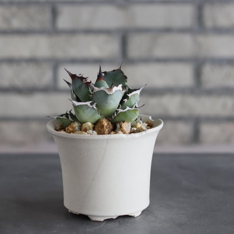 Agave titanota × N/OH (3.5号)  no.712/23