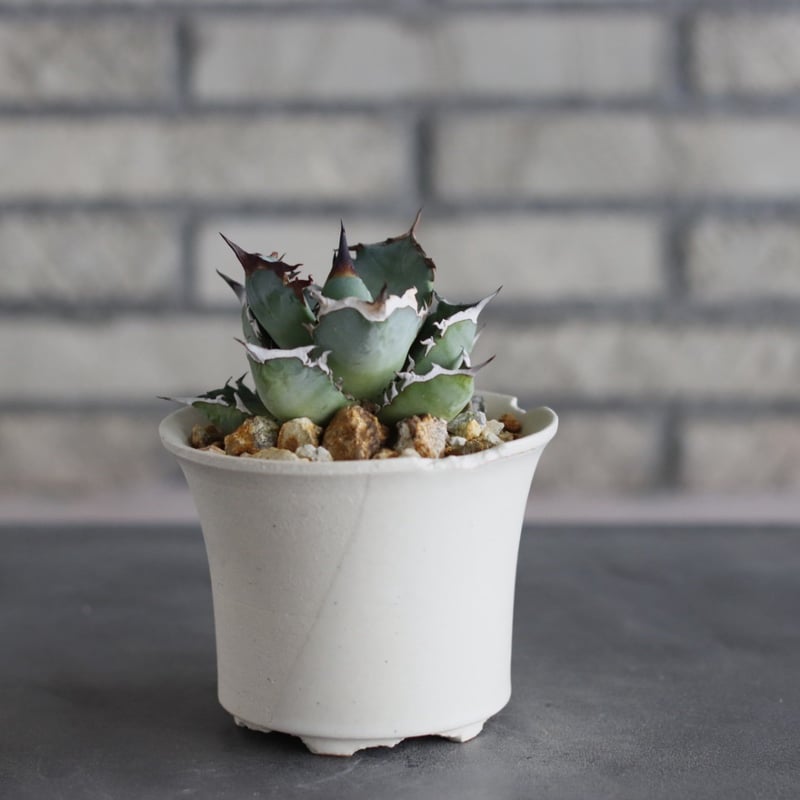 Agave titanota × N/OH (3.5号) no.712/23 | 芽の巣山