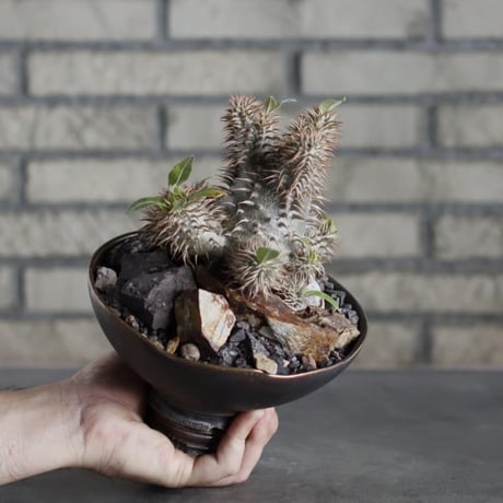Pachypodium 恵比寿大黒×makayense × takero pot (5.5号)   no.719/42