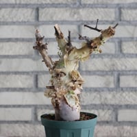 Commiphora kataf ver.turkanensis (4号)   no.830/46