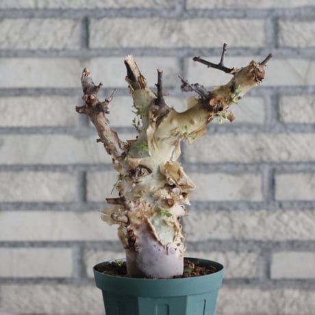 Commiphora kataf ver.turkanensis (4号)   no.830/46