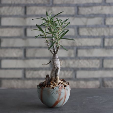 Pachypodium succulentum × TAKERO NO TORUKO (3.5号)  no.920/32