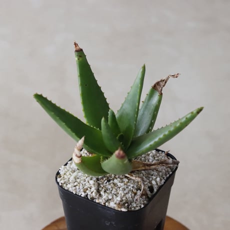 【tres】Aloe cipolinicola (3号)  no.816/47