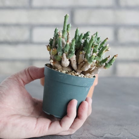 Euphorbia ornithopus (2.5号) ＋YAMABACHI  no.830/25