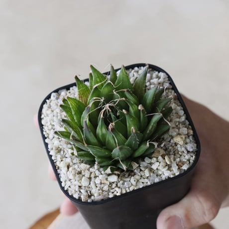 【tres】Haworthia arachnoidea var. nigricans venteri (3号)  no.816/5