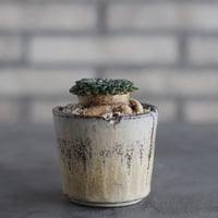 【TAKATAKA】Ariocarpus kotschoubeyanus var. albiflorus (姫牡丹) × 安西岳郎 / 中川智治 (2.5号)  no.823/42