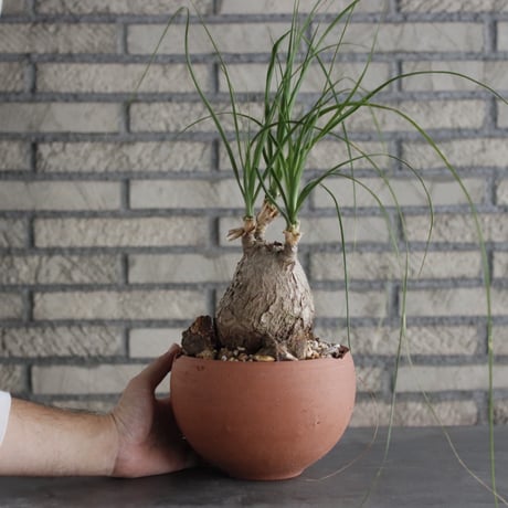 Beaucarnea recurvata × N/OH(6号)  no.906/0