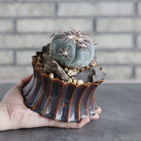 Echinocactus horizonthalonius (花王丸) × soso (4号) no.712/16
