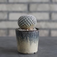 【TAKATAKA】Mammillaria brauneana (恋山彦) × 安西岳郎 / 中川智治 (2.5号)  no.823/29