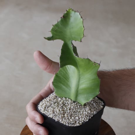 【tres】Euphorbia bougheyi (3.5号)  no.816/44