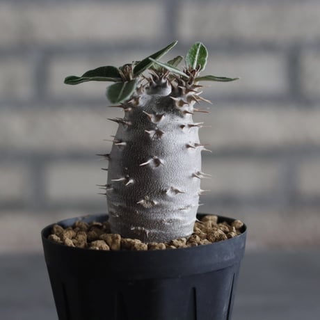 Pachypodium cactipes (3号鉢)  no.705/119