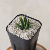 【tres】Haworthiopsis scabra 'plettens' (3号)  no.816/12