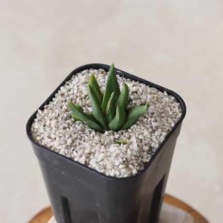 【tres】Haworthiopsis scabra 'plettens' (3号)  no.816/12