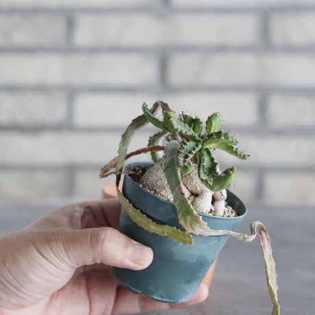 Euphorbia stellata / 飛竜 (2.5号) ＋YAMABACHI  no.830/34