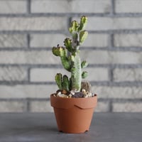 Euphorbia pseudocactus var. lyttoniana × YAMABACHI (3号)  no.913/66