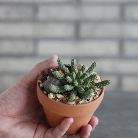 Euphorbia huttonae × YAMABACHI (3号) no.329/69
