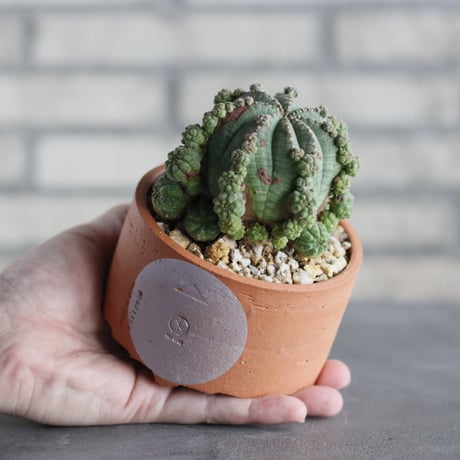 N/OH-TERRACOTTA MIX × Euphorbia symmetrica (3.5号)  no.730/4