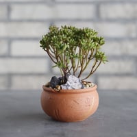 N/OH-TERRACOTTA MIX × Aeonium sedifolium / 小人の祭 (3号) no.730/6