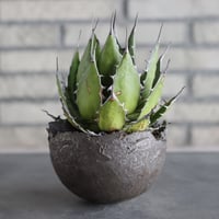 Agave horrida  × takero pot (4.5号)  no.712/22