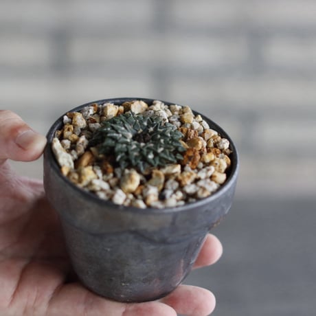 Ariocarpus kotschoubeyanus (姫牡丹) × takero pot (3号)  no.920/40