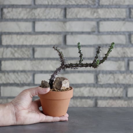 Euphorbia sp. Black stripe  × YAMABACHI (3号)  no.913/71