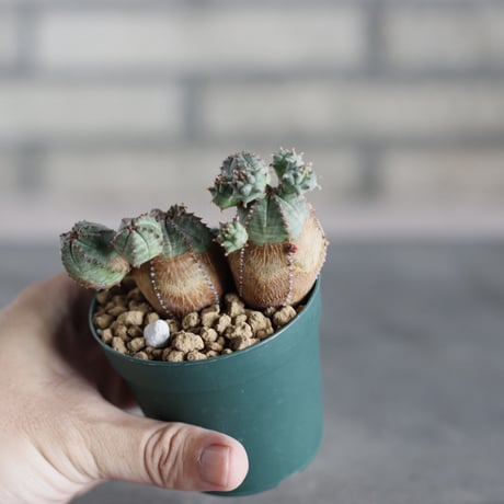 Euphorbia obesa (2.5号鉢)  no.719/167
