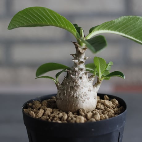 Pachypodium windsorii (3号鉢)  no.705/108