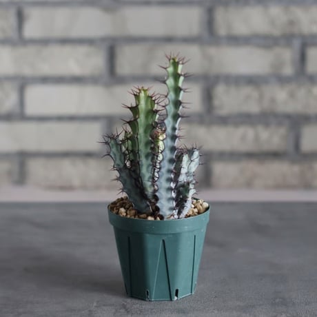 Euphorbia greenwayii (3号)  no.719/149