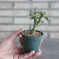 Monadenium Psychedelic　(2.5号) ＋YAMABACHI  no.830/27