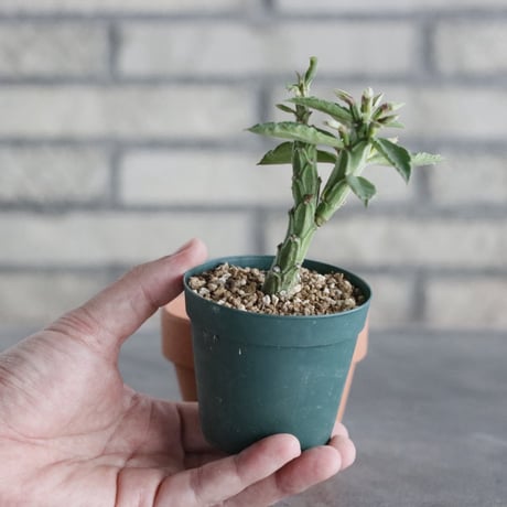 Monadenium Psychedelic　(2.5号) ＋YAMABACHI  no.830/27