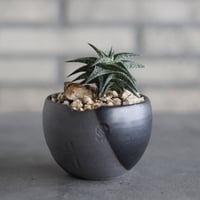 Aloe descoingsii × N/OH (3号)  no.920/23