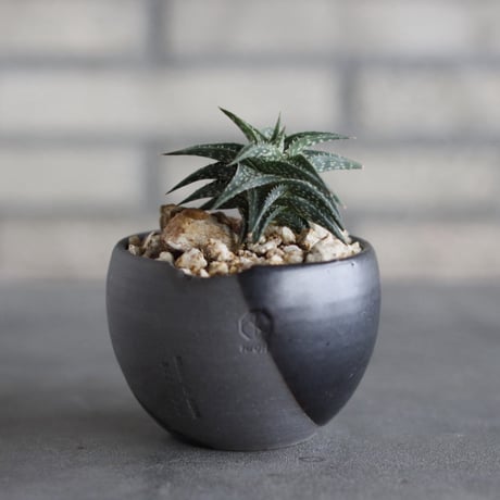 Aloe descoingsii × N/OH (3号)  no.920/23