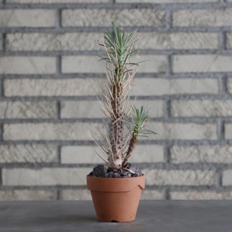Euphorbia multifolia × YAMABACHI (3号)  no.906/23