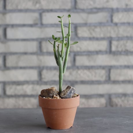 Euphorbia damarana × YAMABACHI (3号)  no.1004/115