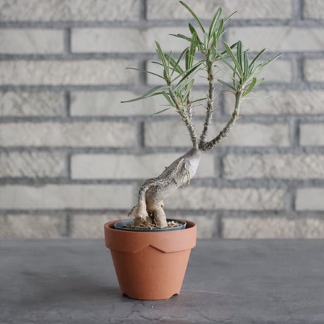 Pachypodium succulentum (2.5号) ＋YAMABACHI  no.830/8