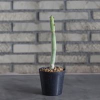 Monadenium ellenbeckii (3号)  no.719/144