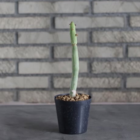 Monadenium ellenbeckii (3号)  no.719/144