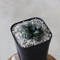 【tres】Haworthia bayeri jadea' (3号)  no.816/4