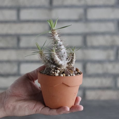 Pachypodium cactipes × YAMABACHI(3号)  no.906/34