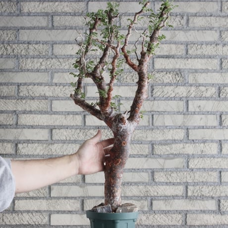 Commiphora monstrosa (5号鉢)  no.705/88