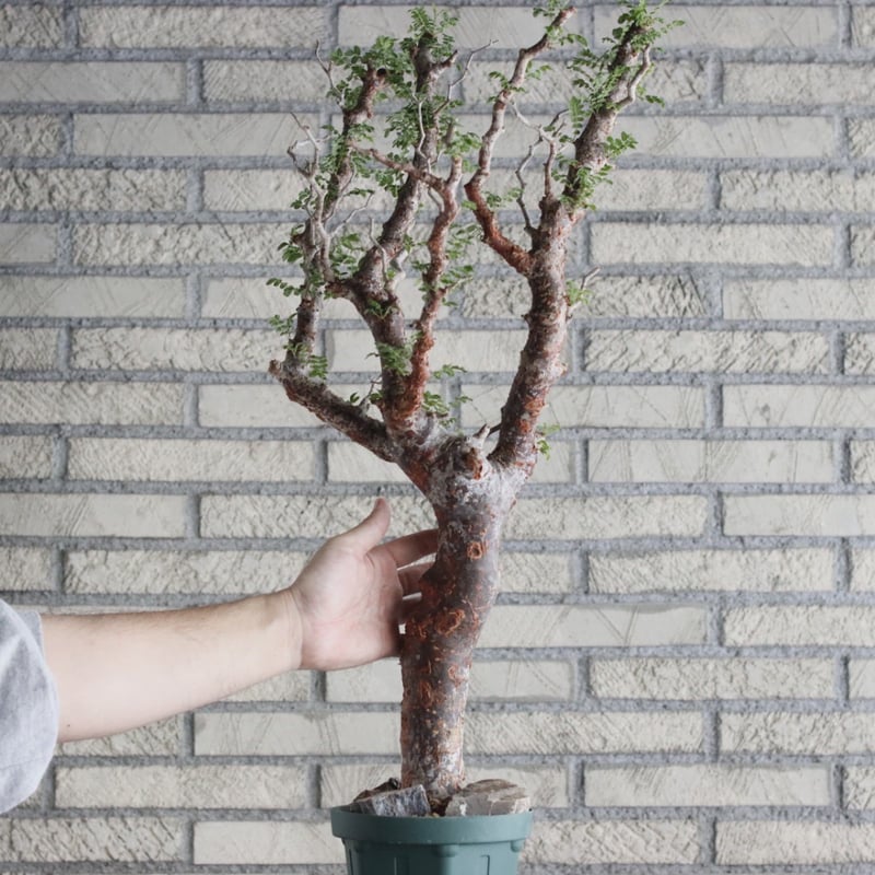 Commiphora monstrosa (5号鉢) no.705/88 | 芽の巣山