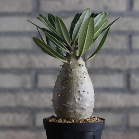 Pachypodium cactipes (3号鉢)  no.705/116